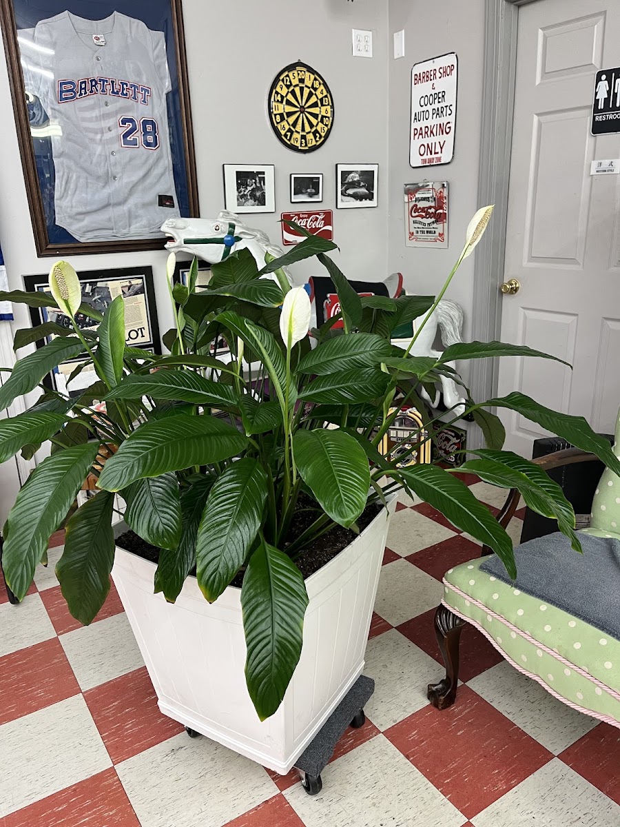 Bartlett Barber Shop photo 4