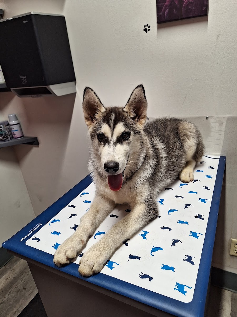 Hillcrest Animal Hospital photo 3