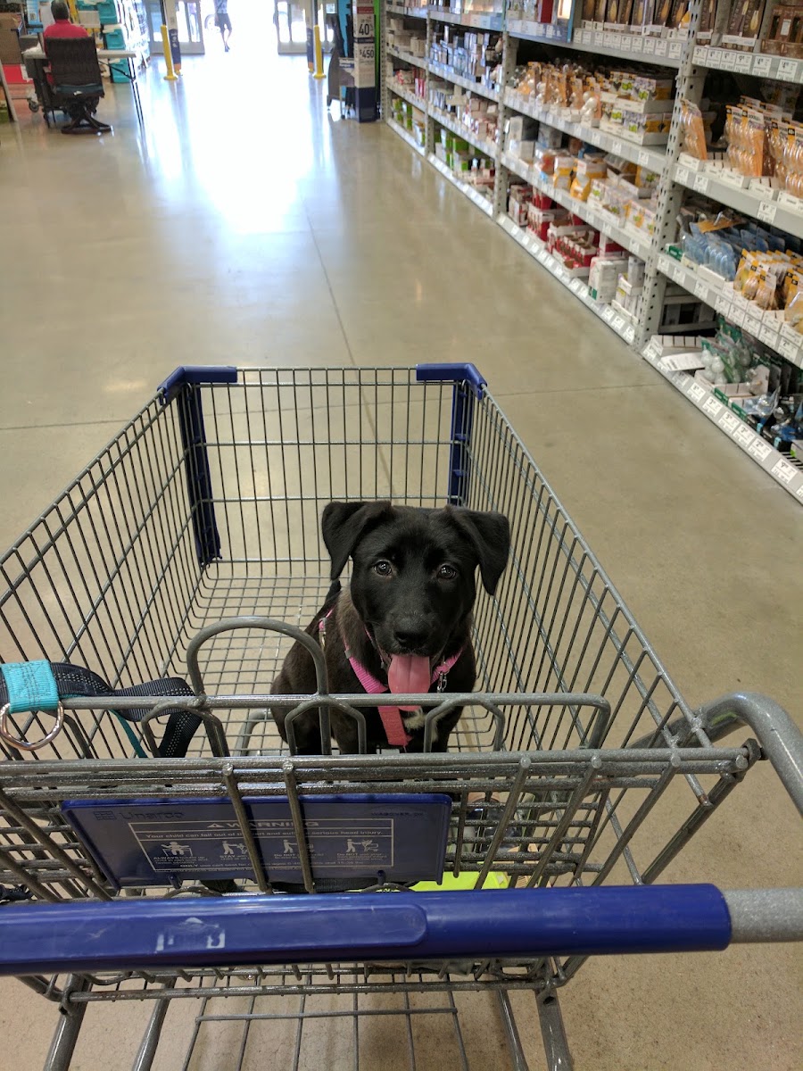 Lowe's Home Improvement (E. Bartlett) photo 3