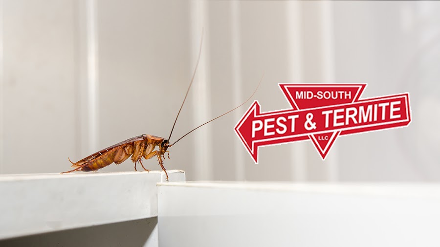 Mid-South Pest & Termite photo 1
